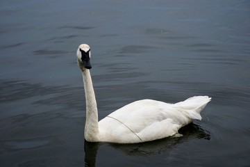 Trumpeter Swan Swimming on a Lake - Cygnus Buccinator