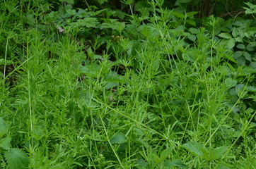 Przytulia czepna, gestwina zieleni, maj, Galium aparine