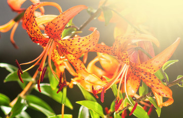 Tiger lilies in garden. Lilium lancifolium (syn. L. tigrinum) is one of several species of orange lily flower to which the common name Tiger Lily is applied. Can be used as a wallpaper or background