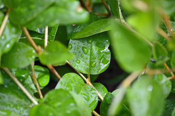 green leaf with water drops