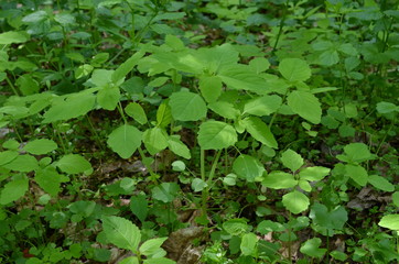 Niecierpek drobnokwiatowy,  leśny, młode rośliny w maju, Impatiens parviflora © Ewa