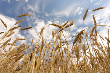 Close-Up - Wheat field against a blue sky and clouds