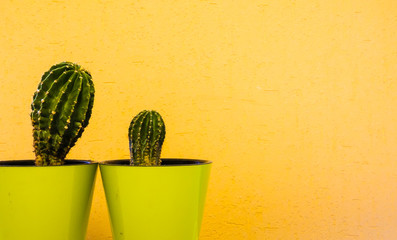 Cactus plant in green pot. Potted cactus house plant on green shelf against pastel mustard colored wall.