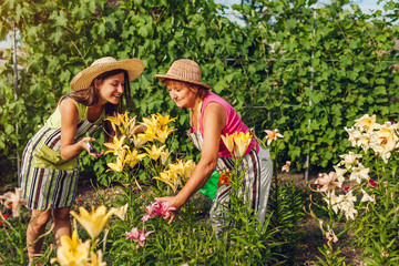 Senior woman and her daughter gathering flowers in garden. Gardeners cutting lilies off with...