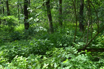 W lesie liściastym wczesną wiosną - bujna zielna roslinnosć