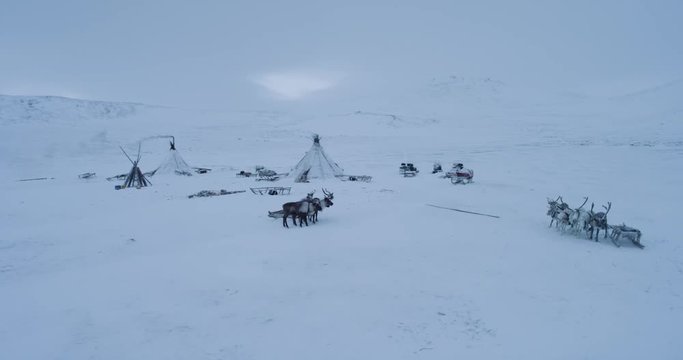 Reindeers with sleigh in the middle of tundra in Siberia beside the yurts drone taking video.