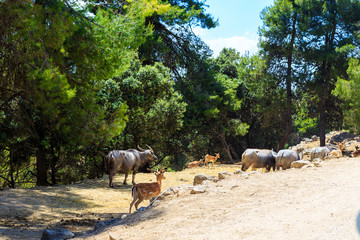 Wild animals: buffalo, elk, bison in safari park.