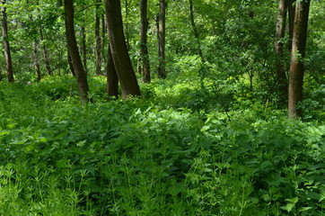 Fototapeta na wymiar Soczysta zielona rośłinność w polskim lesie liściastym, Dolny Sląsk