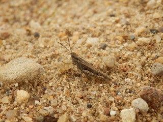 grasshopper