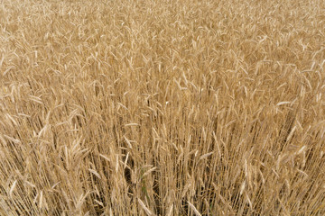 Close Up - golden Corn field - above view