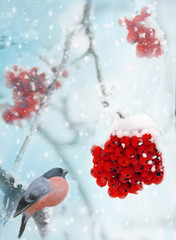 Male Pine grosbeak Pinicola enucleator feeding on frozen rowan berries. Winter background