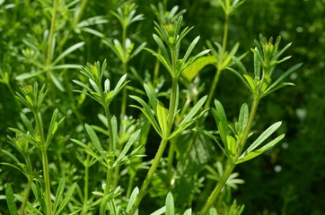 Przytulia czepna, dorodne pędy, Galium aparine