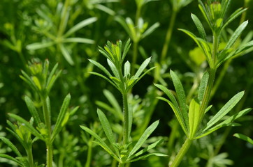 Przytulia czepna, dorodne pędy, Galium aparine © Ewa