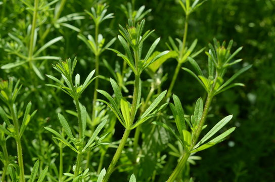 Przytulia czepna, dorodne pędy, Galium aparine