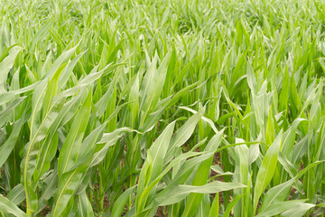 close up Many maize grown for harvest to sell to food factory.