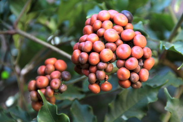 fruit of garden plant