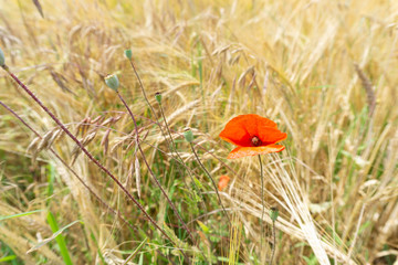 one Red poppy flower in a field of grains.