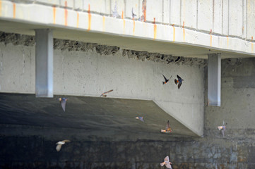 hirondelle à front blanc © Pascal Huot