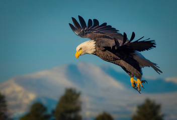 American bald eagle soaring against blue Colorado sky