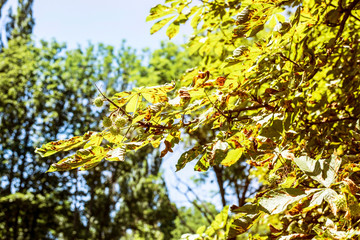 Ecological concept - dry and yellow leaves of chestnut in the beginning of summer