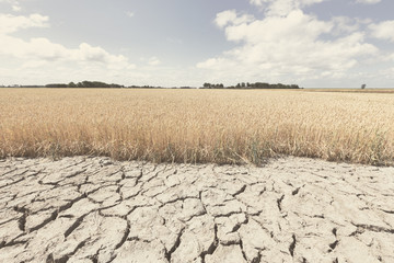Dry and arid land with failed crops due to climate change and global warming. - 277757901