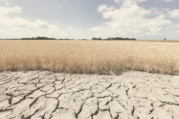 Fotobehang Dry and arid land with failed crops due to climate change and global warming. © Bas Meelker 