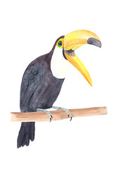 Watercolor hand drawn toucan, colorful tropical bird on a branch isolated on white background