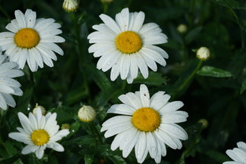 White Daisy Flowers in Garden