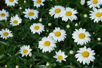 Fototapeta premium White Daisy Flowers in Garden