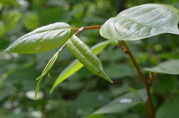 Rdestowiec japoński, ostrokonczysty, koncówka pedu liściowego, Reynoutria japonica