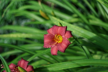 Bright Fuchsia Garden Lily 