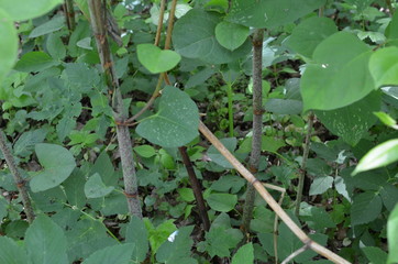 Rdestowiec japoński, ostrokonczysty, Reynoutria japonica © Ewa