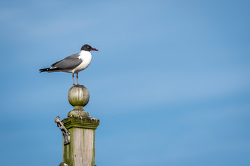 The gull sits at the head of the pole on a light blue sky.