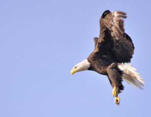 Landing Bald Eagle