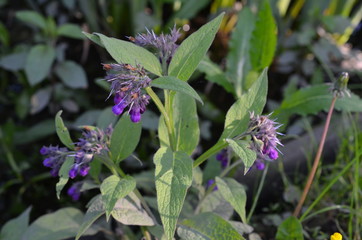 Żywokost lekarski, Symphytum Officinale