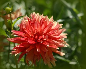 red dahlia in garden