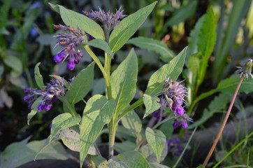 Żywokost lekarski, Symphytum Officinale © Ewa