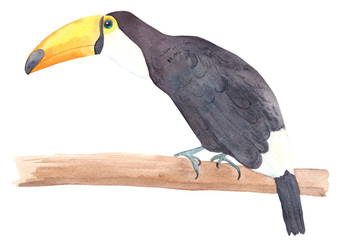 Watercolor hand drawn toucan, colorful tropical bird on a branch isolated on white background