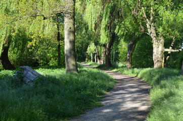 Ścieżka w parku w pełni lata, Park Wschodni, Wrocław © Ewa