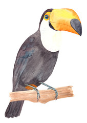 Watercolor hand drawn toucan, colorful tropical bird on a branch isolated on white background