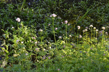 Kozłek lekarski, waleriana, kwitnące rośliny w naturalnym środowisku, Valeriana officinalis - obrazy, fototapety, plakaty