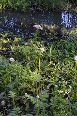 Kozłek lekarski, waleriana, kwitnące rośliny w naturalnym środowisku, Valeriana officinalis © Ewa