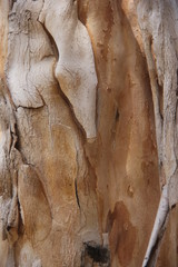 bark of a tree