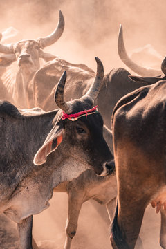 Special Cow