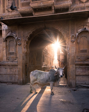 Bull in Archway