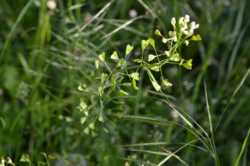 Tasznik pospolity, Capsella bursa-pastoris