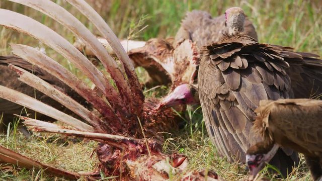 Lappet-faced vultures feeding from a carcass