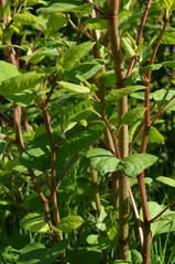 Rdestowiec japoński, zielone pędy, stanowisko roślin,  Reynoutria japonica, rdestowiec ostrokończysty © Ewa