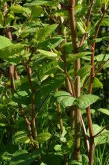 Rdestowiec japoński, zielone pędy, stanowisko roślin,  Reynoutria japonica, rdestowiec ostrokończysty © Ewa