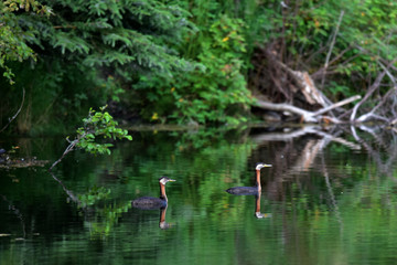 Red-necked Grebes